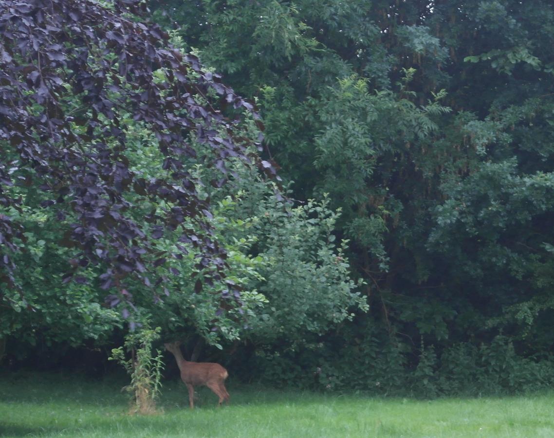 Ringslund B&B Galten Eksteriør bilde